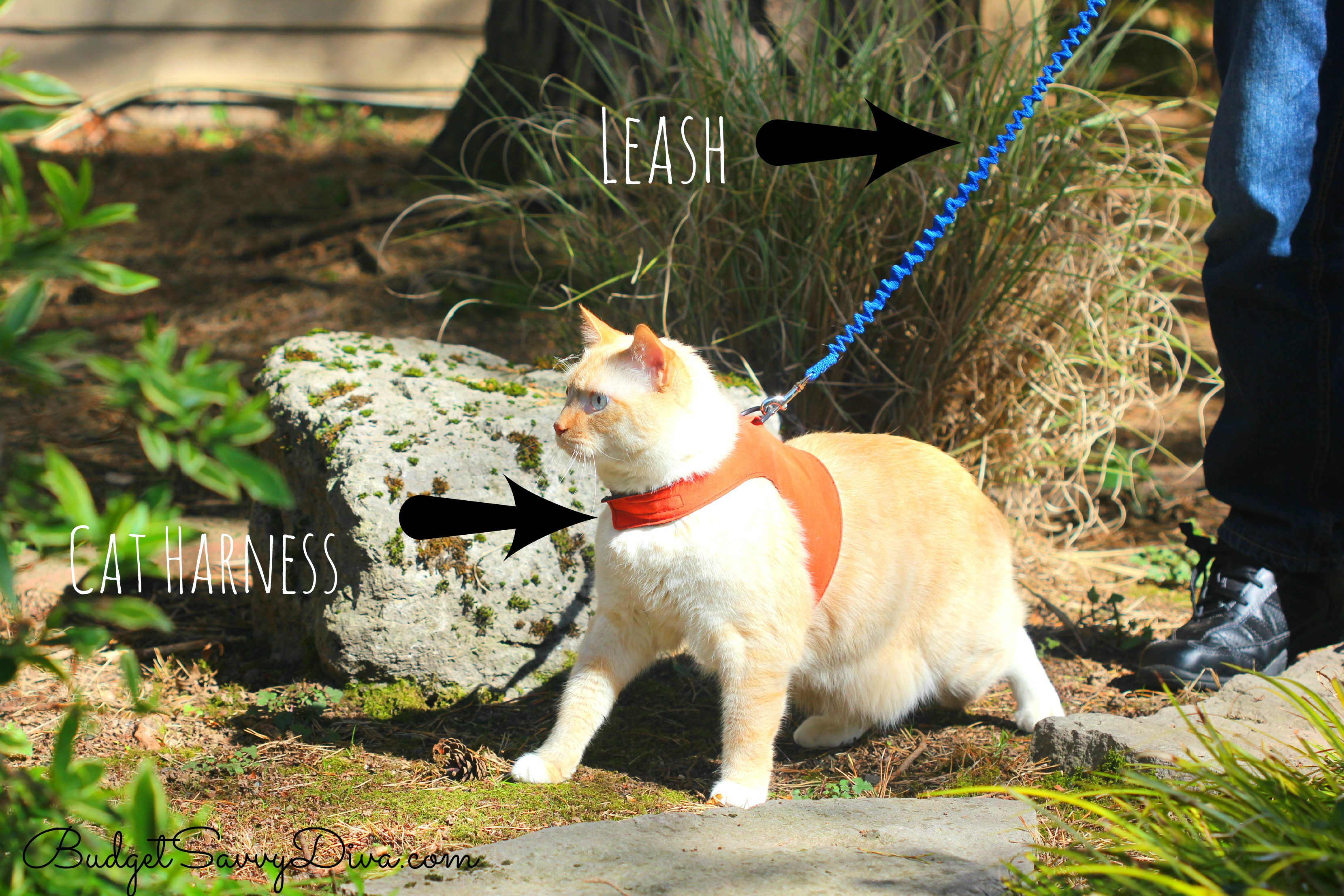 How To Walk A Cat On A Leash #BeyondSummer | Budget Savvy Diva