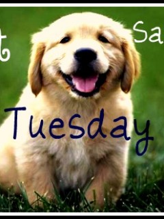 Pet Saving Tuesday – Freebies, Coupons, and Tips  Budget 