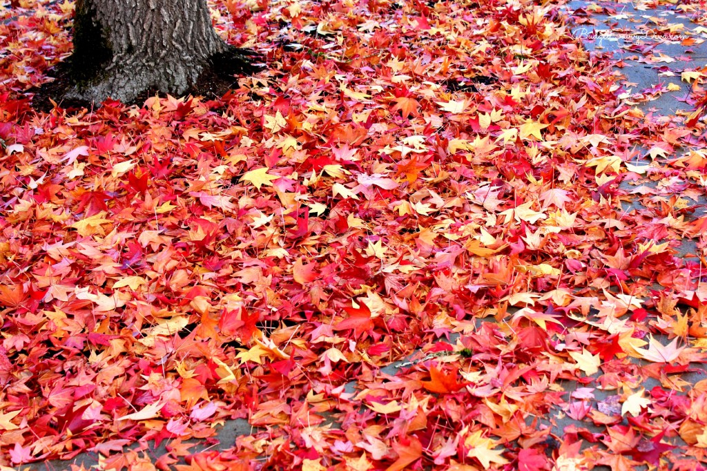 Pilgrim Hat Cookies Recipe 