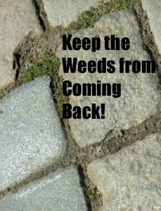 How to Keep Weeds from Coming Back - Budget Savvy Diva