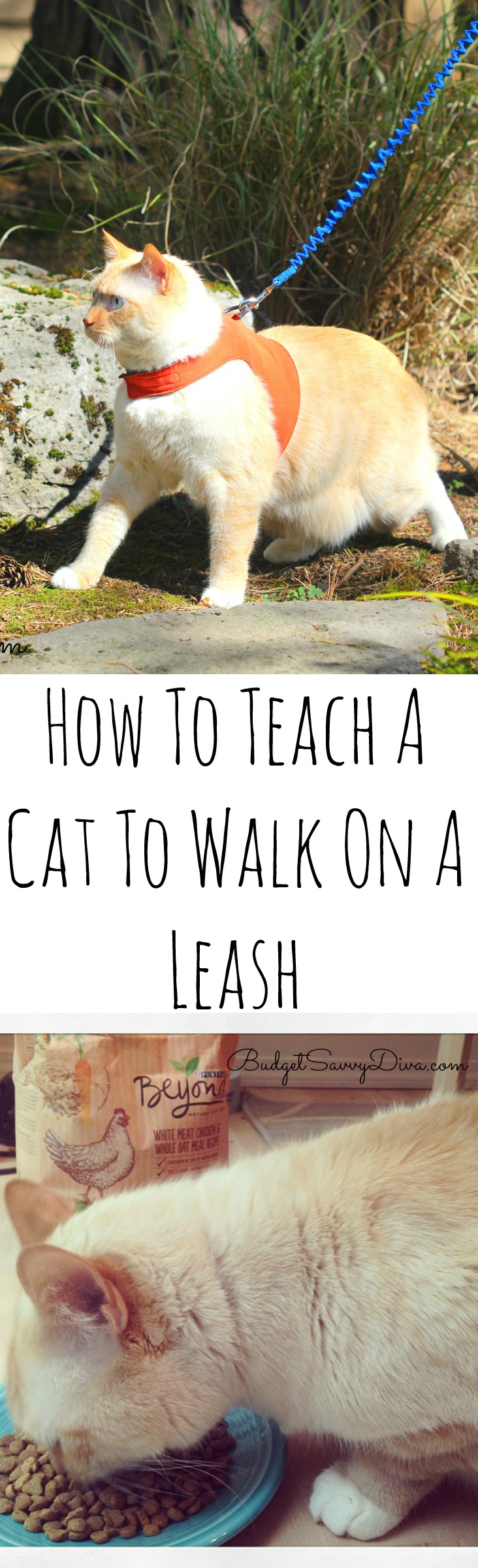 How To Walk A Cat On A Leash #BeyondSummer