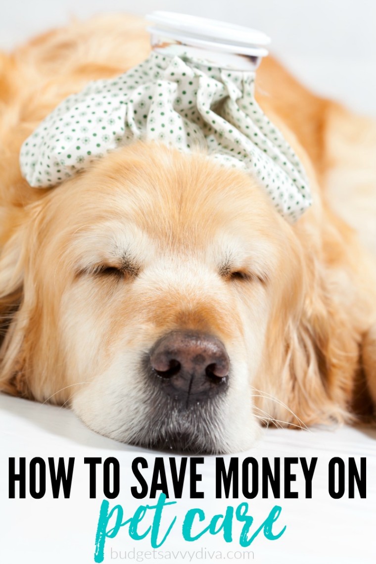 How To Save Money On Pet Care Budget Savvy Diva