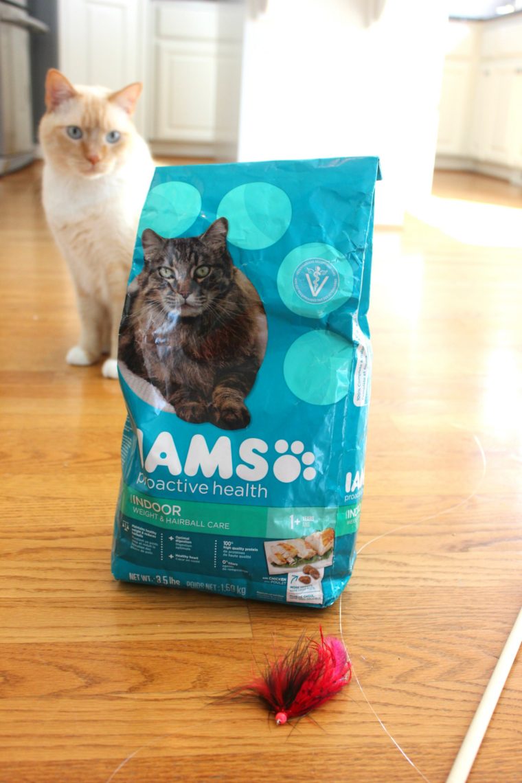 watson-iams-cat-toy