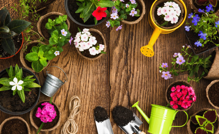 Gardening tools and flowers