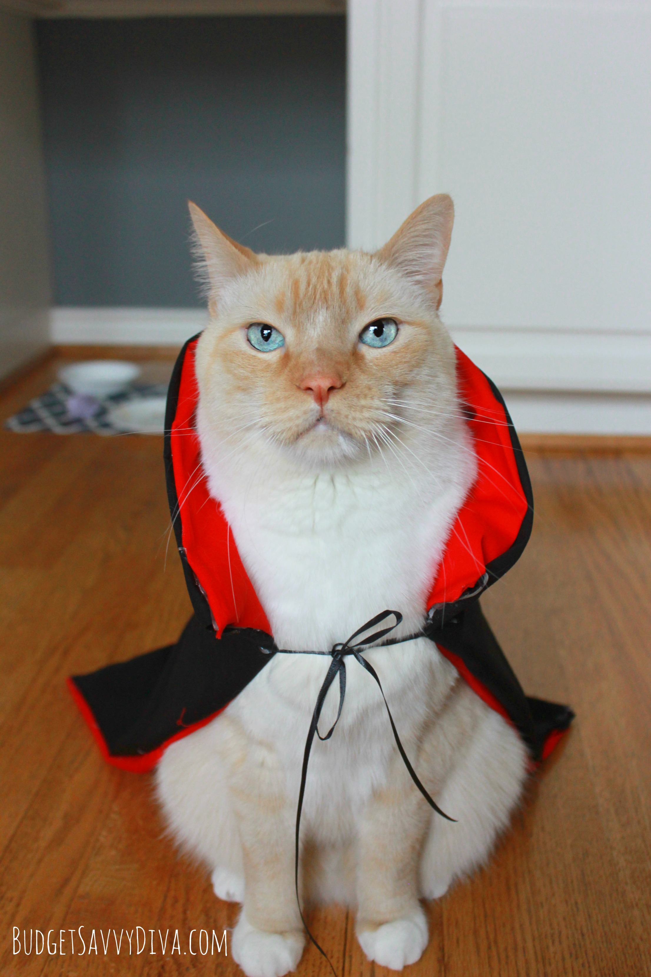 Halloween Cat Costume Ideas