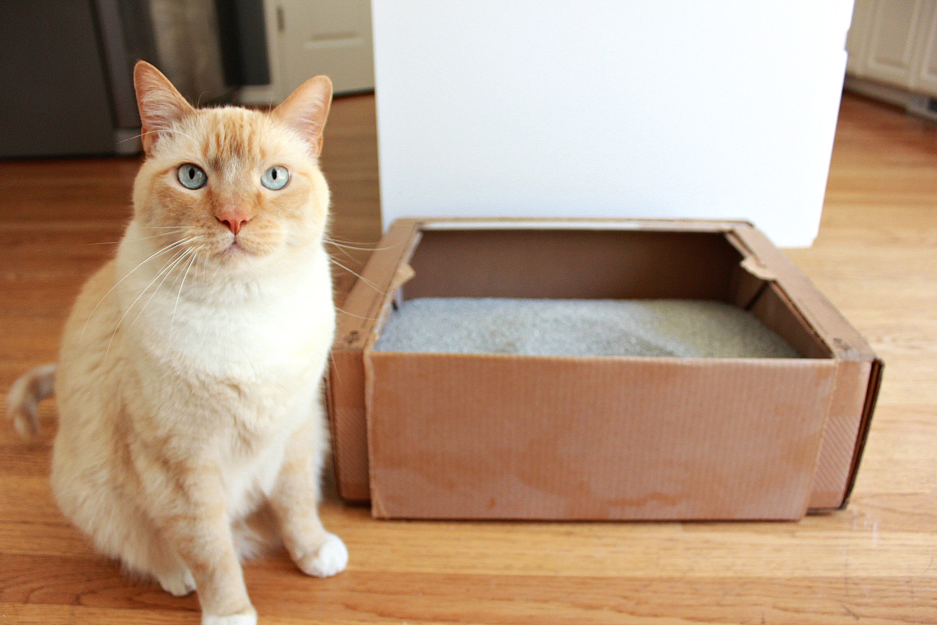 Tidy Cats Direct & Amazon Prime Membership Giveaway Budget Savvy Diva