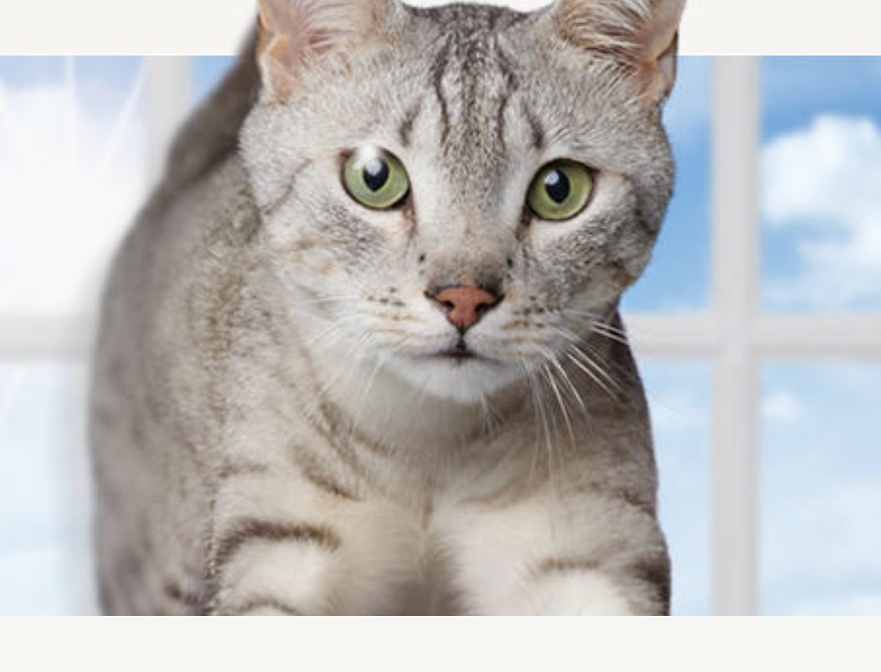 FREE Bag of Purina One Cat Food - Budget Savvy Diva