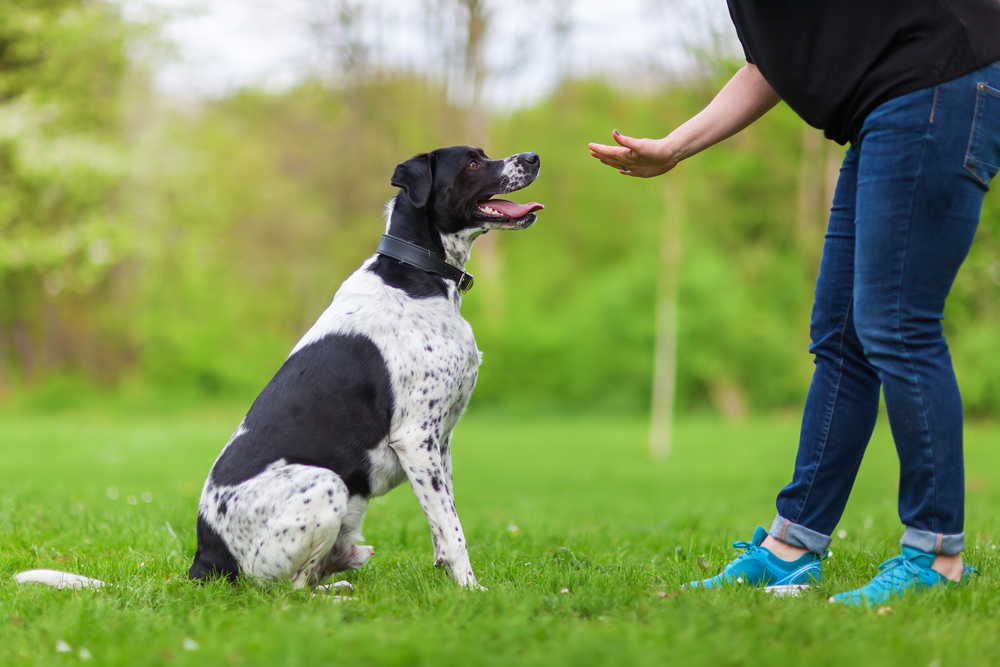 Dogs Treining Three effective methods of training your dog - Budget Savvy Diva