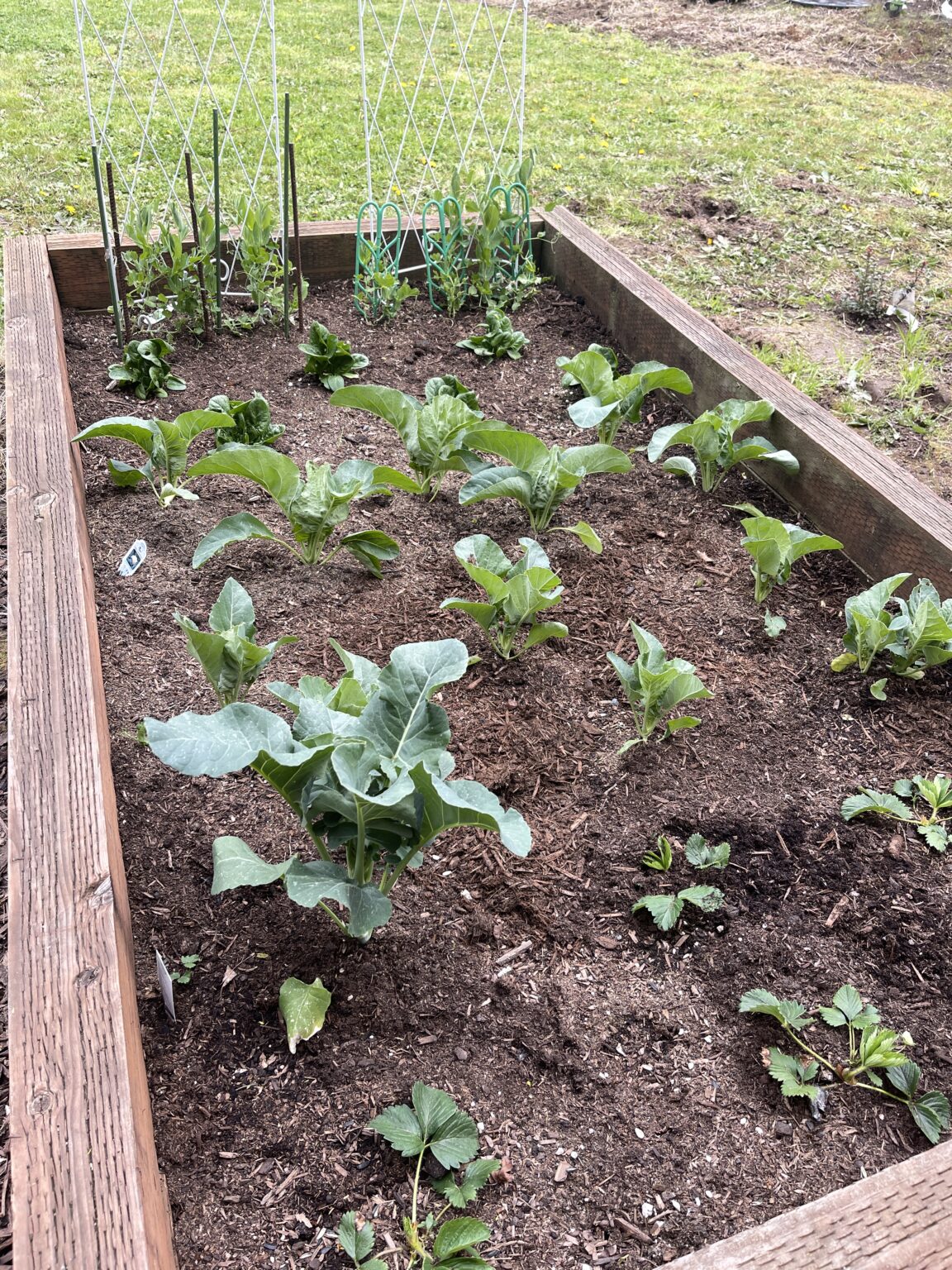 How to Make Homemade Scented Oil PlugIn Refills Budget Savvy Diva