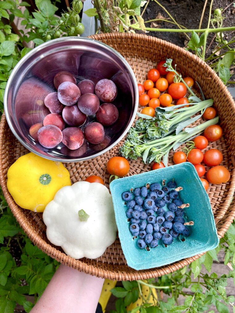 Harvest from a garden in the Pacific Northwest during summer