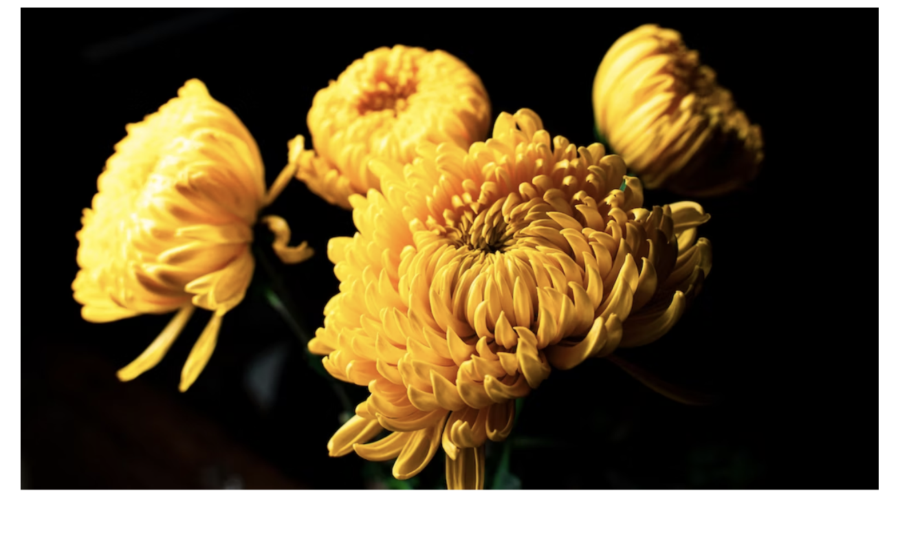 The Secret Language of Flowers Uncover Their Meaning & Symbolism