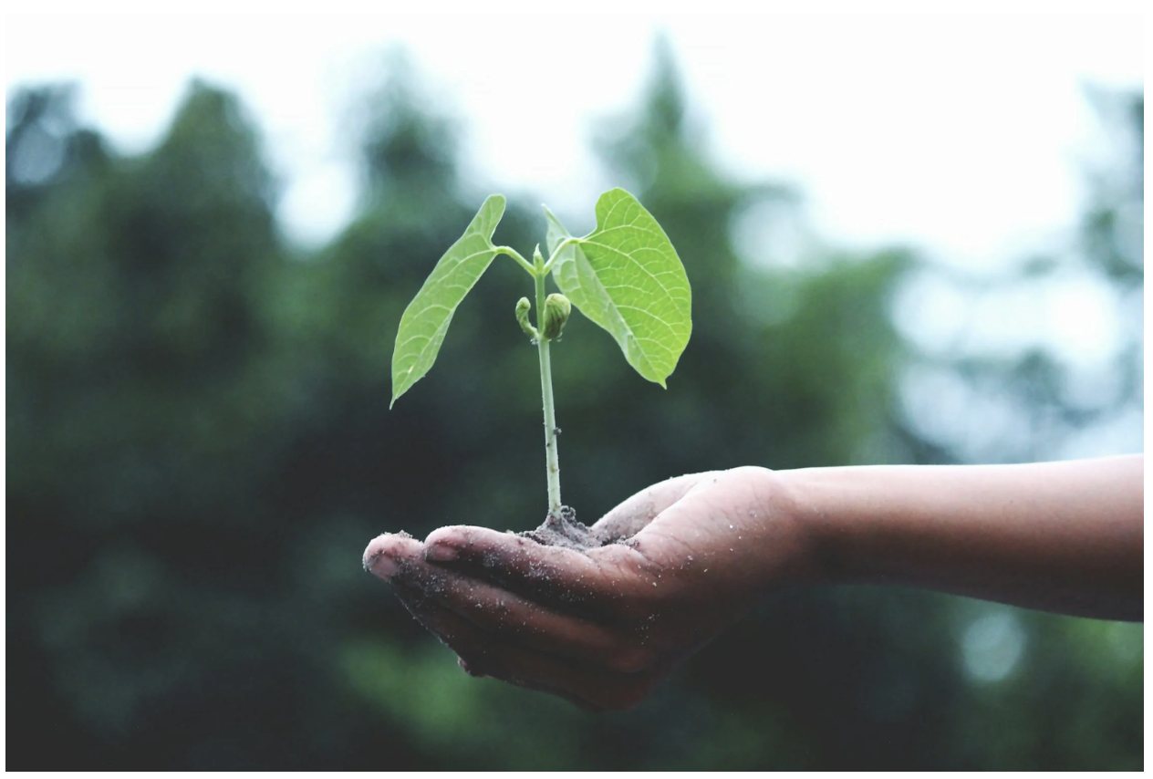 Budget Savvy Eco Interiors Reference: Simple Ways You Can Be More Eco Friendly