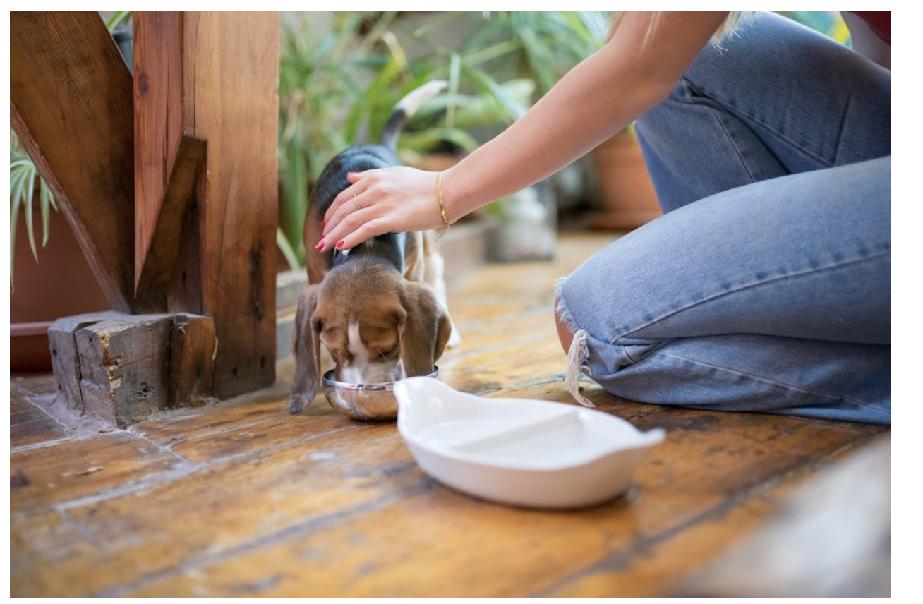 Understanding InsectBased Pet Nutrition Trends Budget Savvy Diva